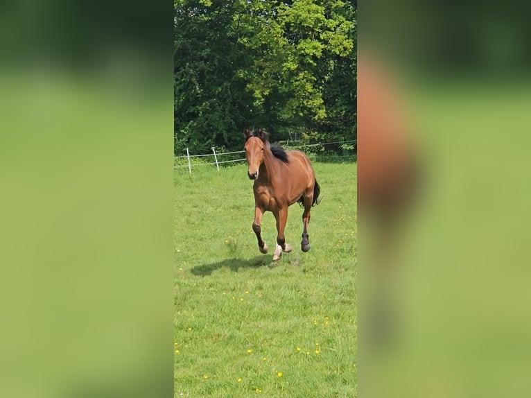 German Riding Pony Gelding 4 years 14.2 hh Brown in Rhauderfehn