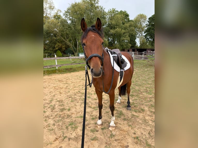 German Riding Pony Gelding 4 years 14.2 hh Brown in Rhauderfehn