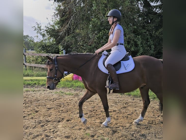 German Riding Pony Gelding 4 years 14.2 hh Brown in Rhauderfehn