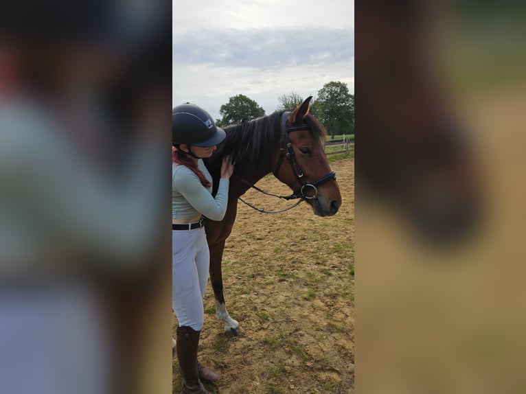 German Riding Pony Gelding 4 years 14.2 hh Brown in Rhauderfehn