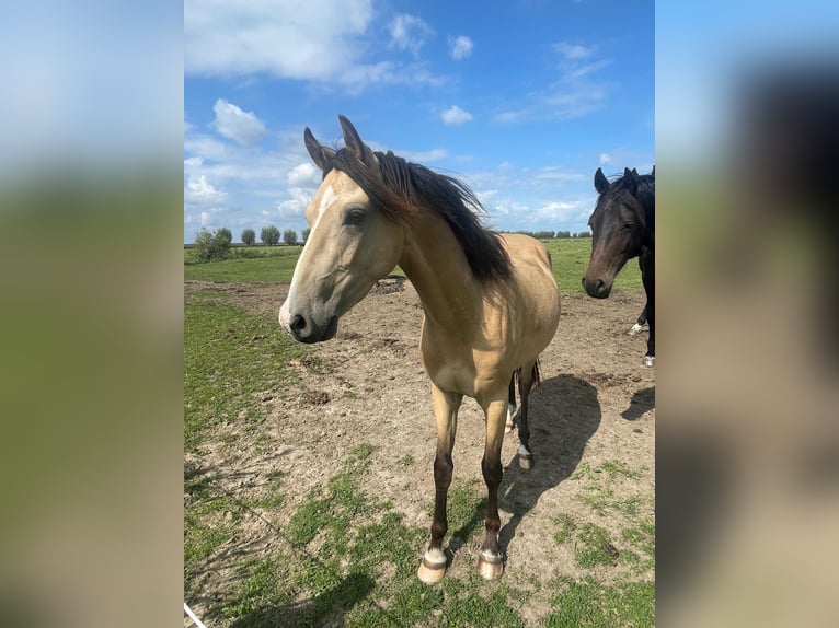 German Riding Pony Gelding 4 years 14.2 hh Buckskin in Balje