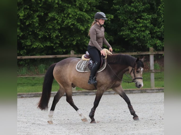 German Riding Pony Gelding 4 years 14.2 hh Buckskin in Oberhausen