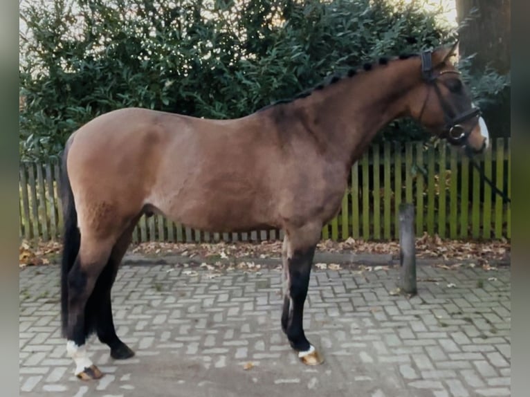 German Riding Pony Gelding 4 years 14.2 hh Buckskin in Burgdorf