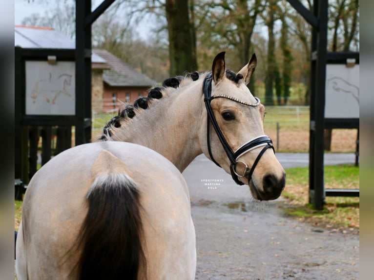 German Riding Pony Gelding 4 years 14.2 hh Buckskin in Recke, bei Osnabrück