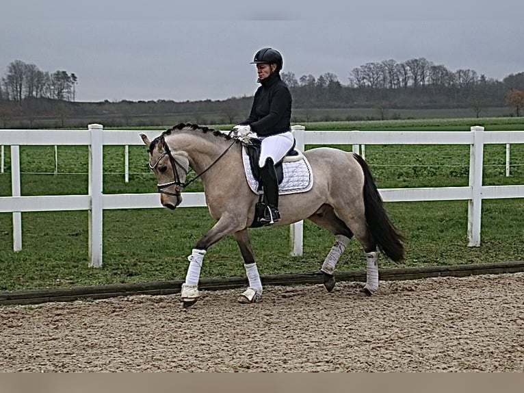 German Riding Pony Gelding 4 years 14.2 hh Buckskin in Recke, bei Osnabrück