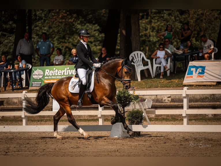 German Riding Pony Gelding 4 years 14,2 hh Buckskin in Vettweiß