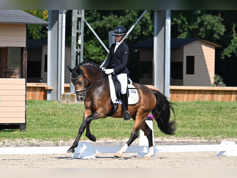 German Riding Pony Gelding 4 years 14,2 hh Buckskin in Vettweiß