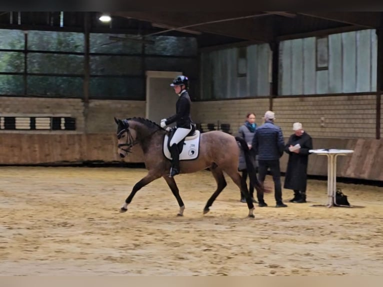 German Riding Pony Gelding 4 years 14.2 hh Buckskin in Lippetal