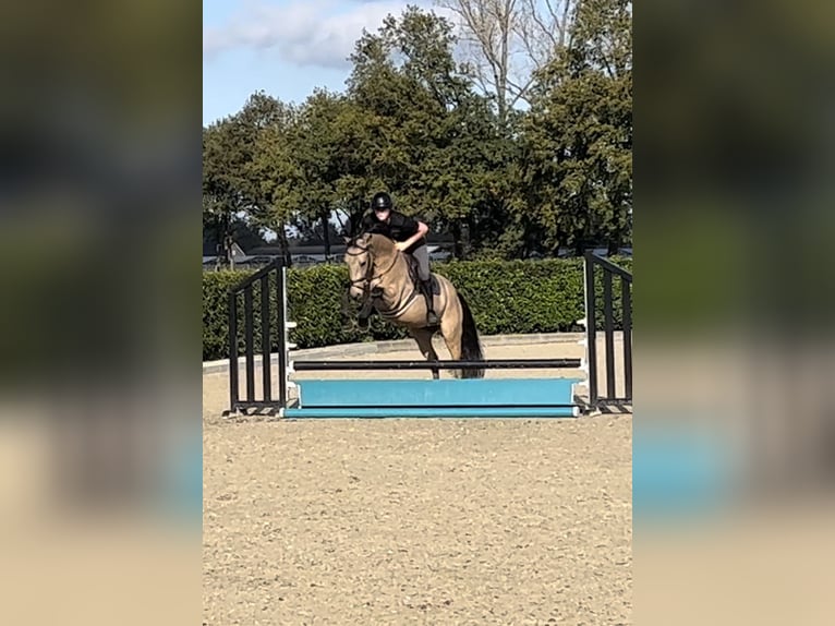 German Riding Pony Gelding 4 years 14,2 hh Buckskin in Lieshout