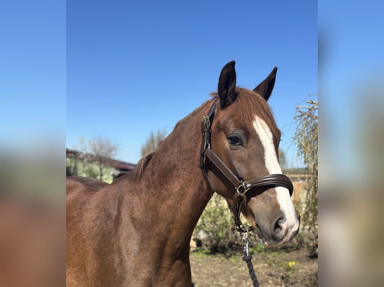 German Riding Pony Gelding 4 years 14.2 hh Chestnut in Iggingen