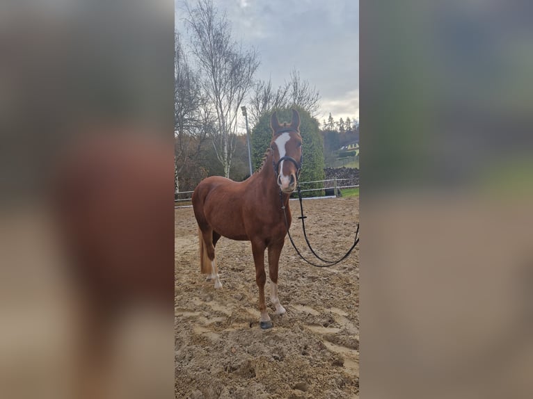 German Riding Pony Gelding 4 years 14.2 hh Chestnut-Red in Mansfeld