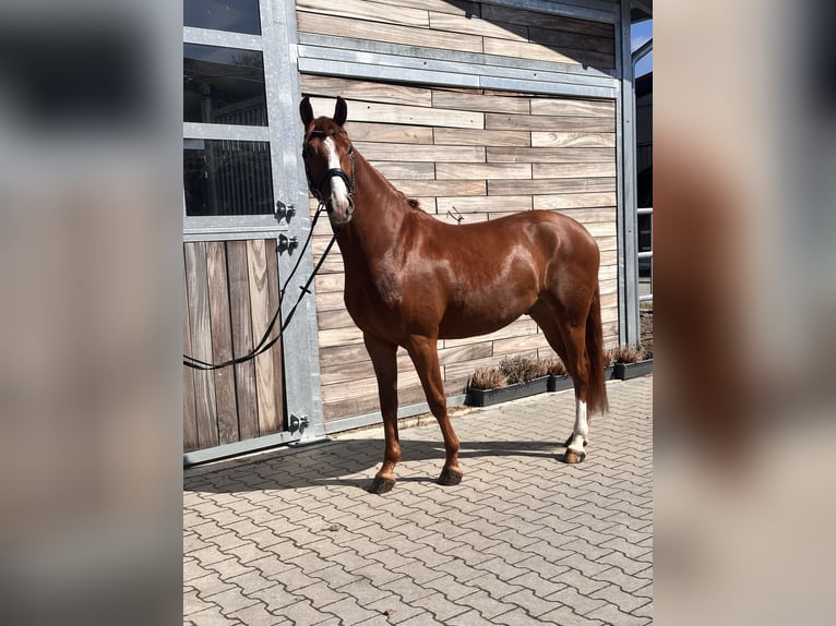 German Riding Pony Gelding 4 years 14.2 hh Chestnut-Red in Leipzig