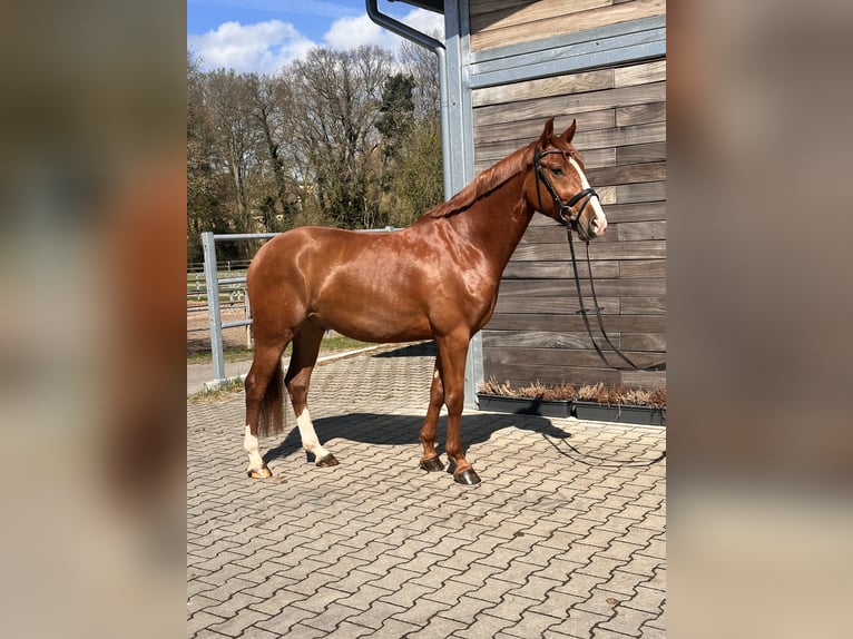 German Riding Pony Gelding 4 years 14.2 hh Chestnut-Red in Leipzig