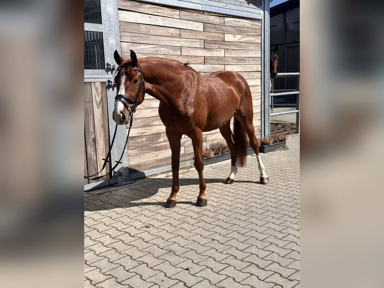 German Riding Pony Gelding 4 years 14.2 hh Chestnut-Red in Leipzig