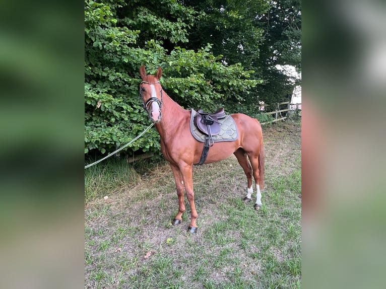 German Riding Pony Gelding 4 years 14.2 hh Chestnut-Red in Leipzig