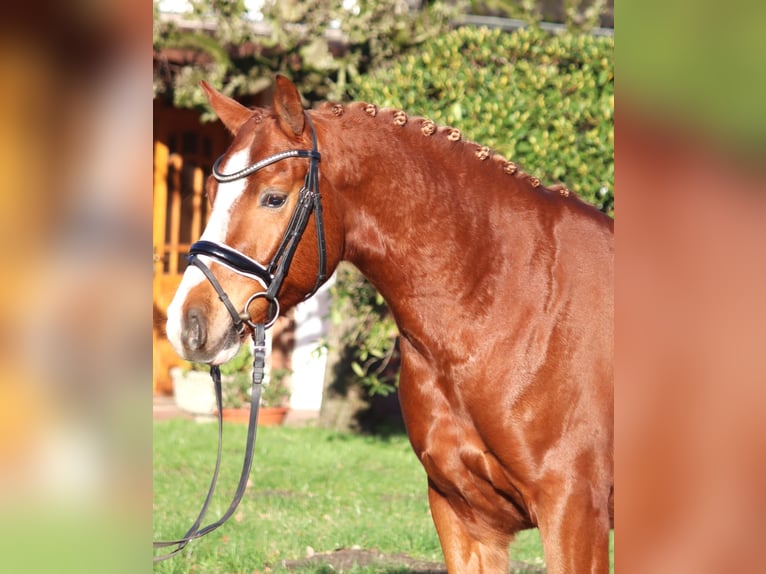 German Riding Pony Gelding 4 years 14,2 hh Chestnut-Red in Selsingen