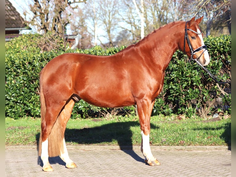 German Riding Pony Gelding 4 years 14,2 hh Chestnut-Red in Selsingen