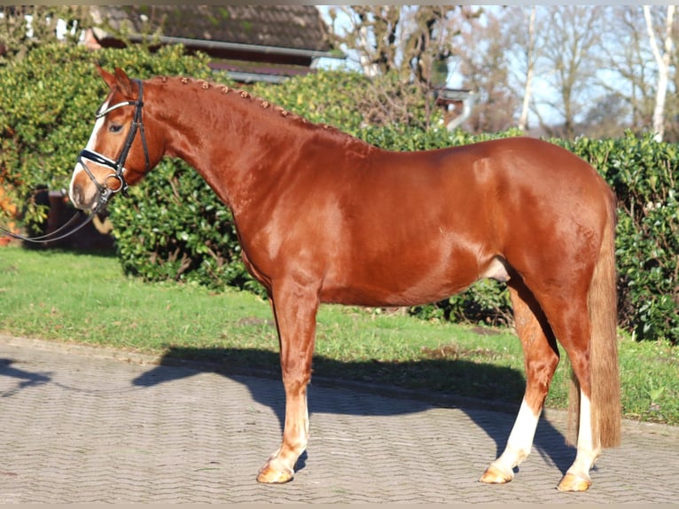 German Riding Pony Gelding 4 years 14,2 hh Chestnut-Red in Selsingen