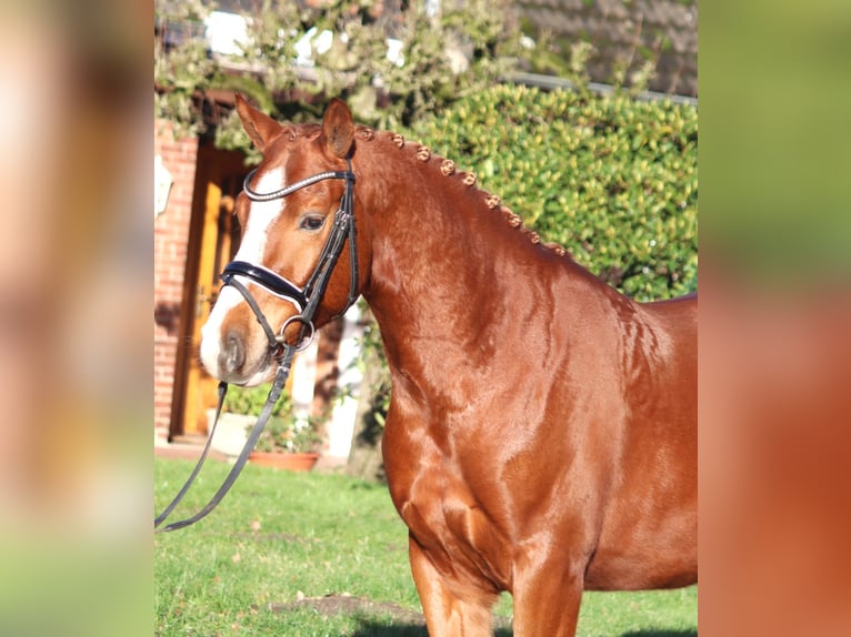 German Riding Pony Gelding 4 years 14,2 hh Chestnut-Red in Selsingen