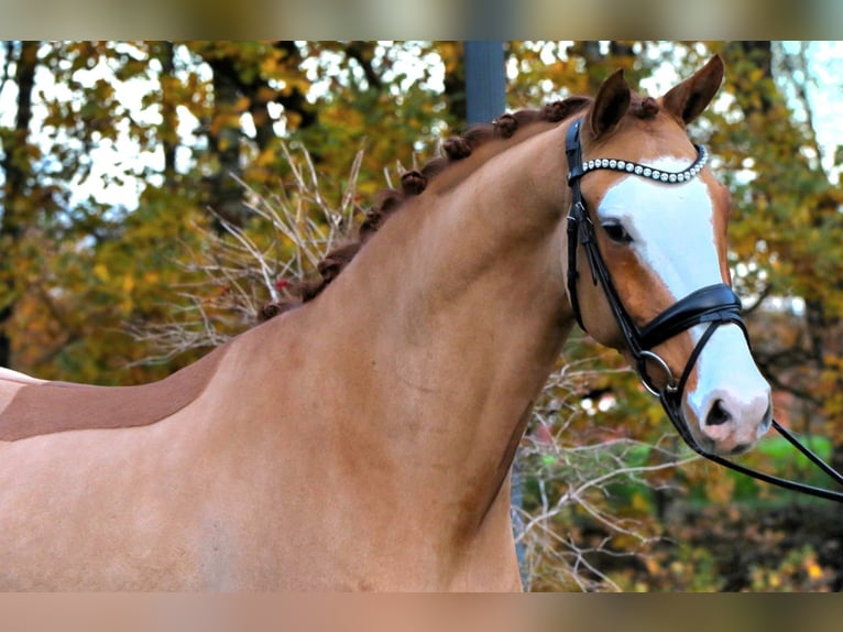 German Riding Pony Gelding 4 years 14,2 hh Chestnut-Red in Rehburg-Loccum Münchehagen