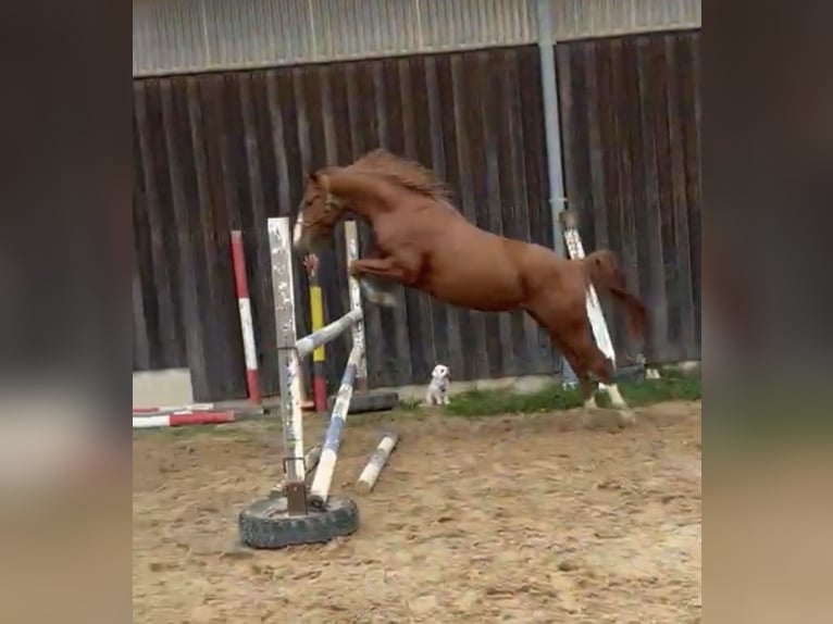 German Riding Pony Gelding 4 years 14.2 hh Chestnut-Red in Altenstadt an der Waldnaab