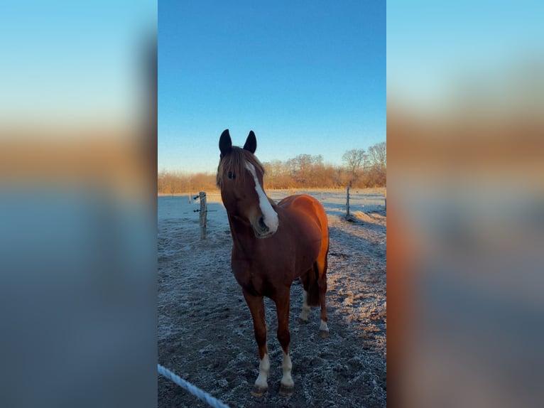 German Riding Pony Gelding 4 years 14.2 hh Chestnut-Red in Handewitt