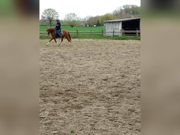 German Riding Pony Gelding 4 years 14.2 hh Chestnut-Red in Hamm