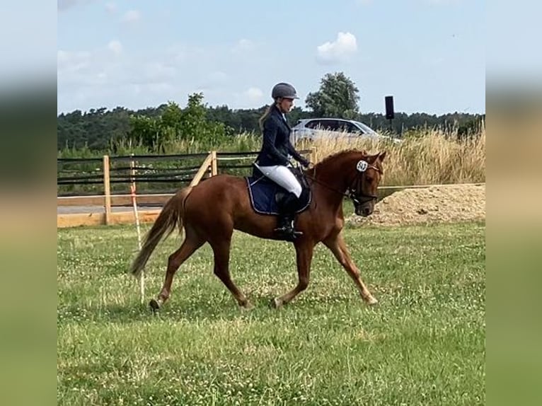 German Riding Pony Gelding 4 years 14,2 hh Chestnut-Red in Braunschweig