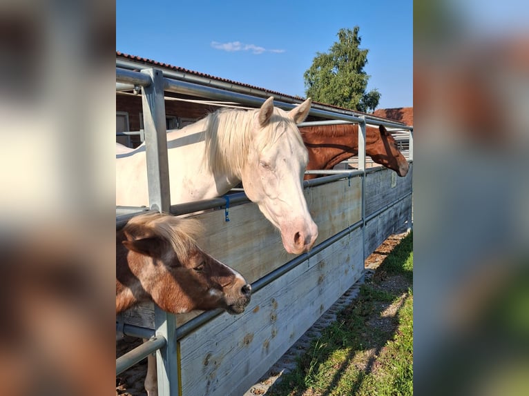 German Riding Pony Gelding 4 years 14.2 hh Cremello in Marchtrenk