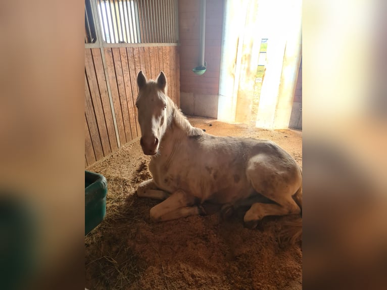 German Riding Pony Gelding 4 years 14.2 hh Cremello in Marchtrenk