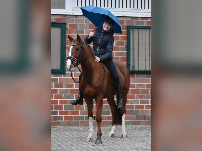 German Riding Pony Gelding 4 years 14,2 hh in Fürstenau