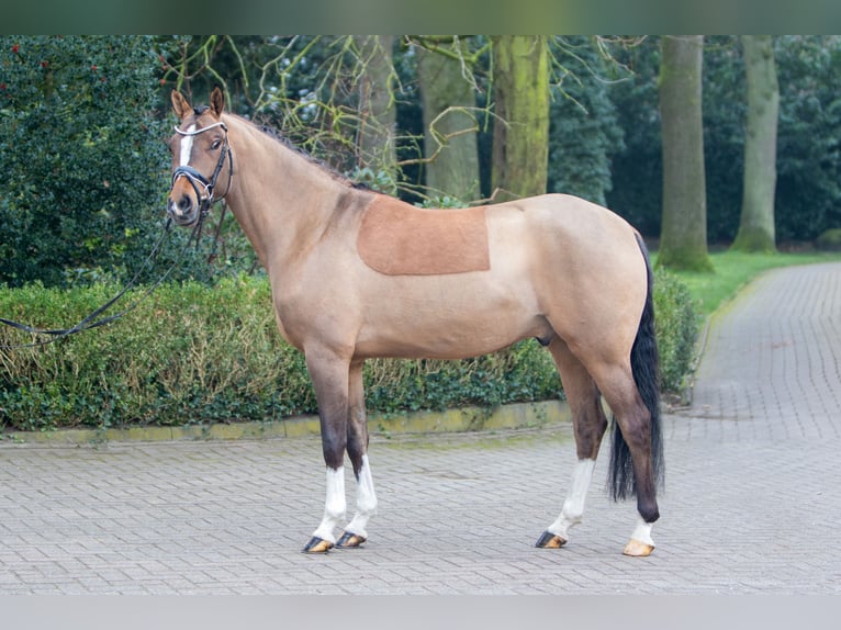 German Riding Pony Gelding 4 years 14,2 hh Dun in Großenkneten