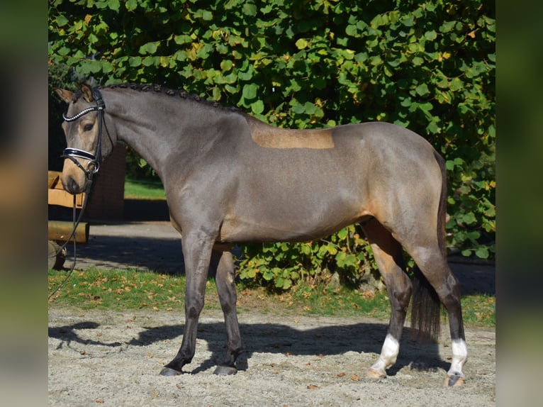 German Riding Pony Gelding 4 years 14,2 hh Dun in Fürstenau