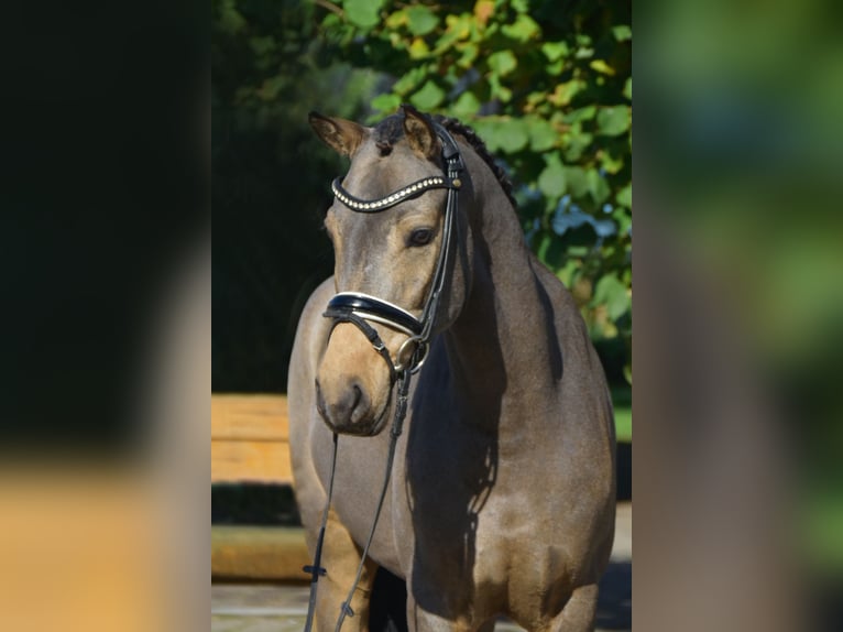 German Riding Pony Gelding 4 years 14,2 hh Dun in Fürstenau