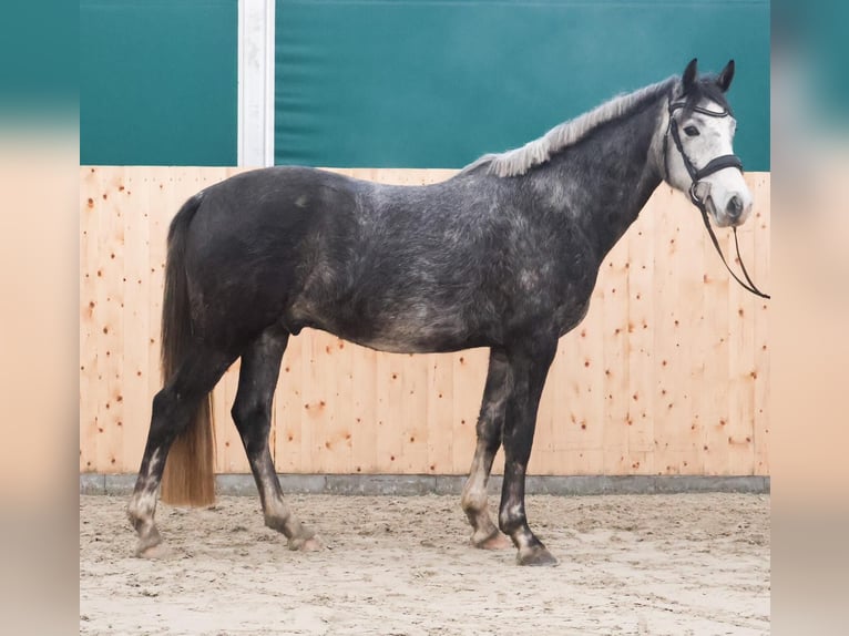 German Riding Pony Gelding 4 years 14,2 hh Gray-Dapple in Martfeld