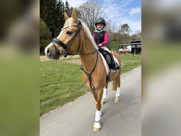 German Riding Pony Gelding 4 years 14.2 hh Palomino in Blieskastel