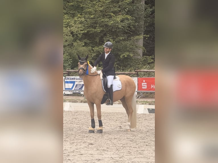 German Riding Pony Gelding 4 years 14.2 hh Palomino in Krefeld