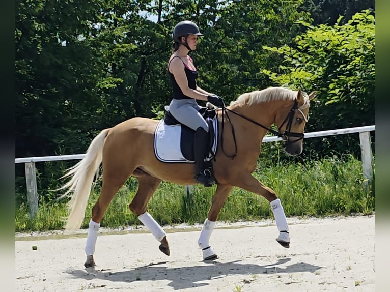 German Riding Pony Gelding 4 years 14.2 hh Palomino in Ruppichteroth