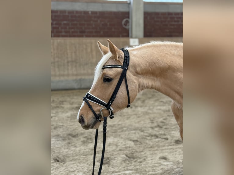 German Riding Pony Gelding 4 years 14.2 hh Palomino in Viersen