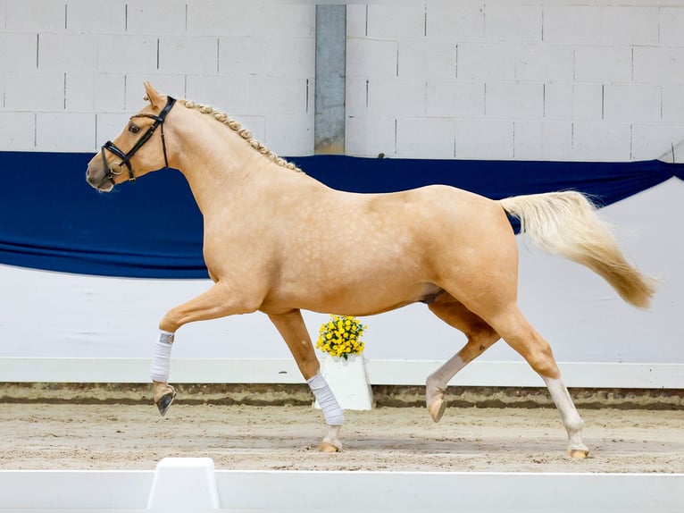 German Riding Pony Gelding 4 years 14.2 hh Palomino in Marsberg