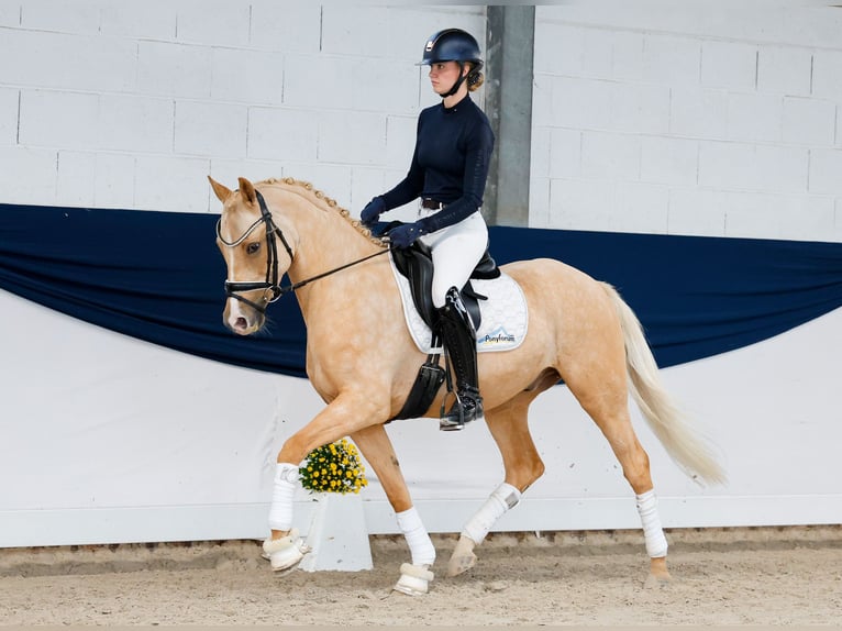 German Riding Pony Gelding 4 years 14.2 hh Palomino in Marsberg