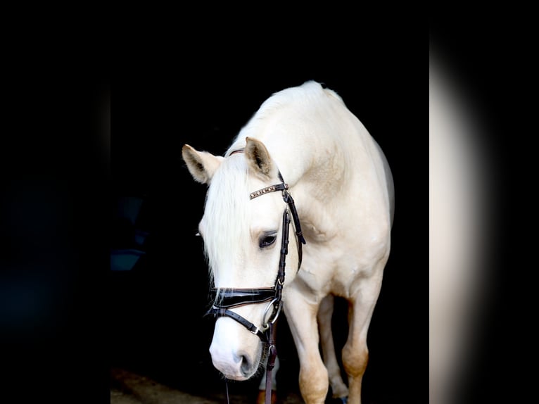 German Riding Pony Gelding 4 years 14,2 hh Palomino in Kempen