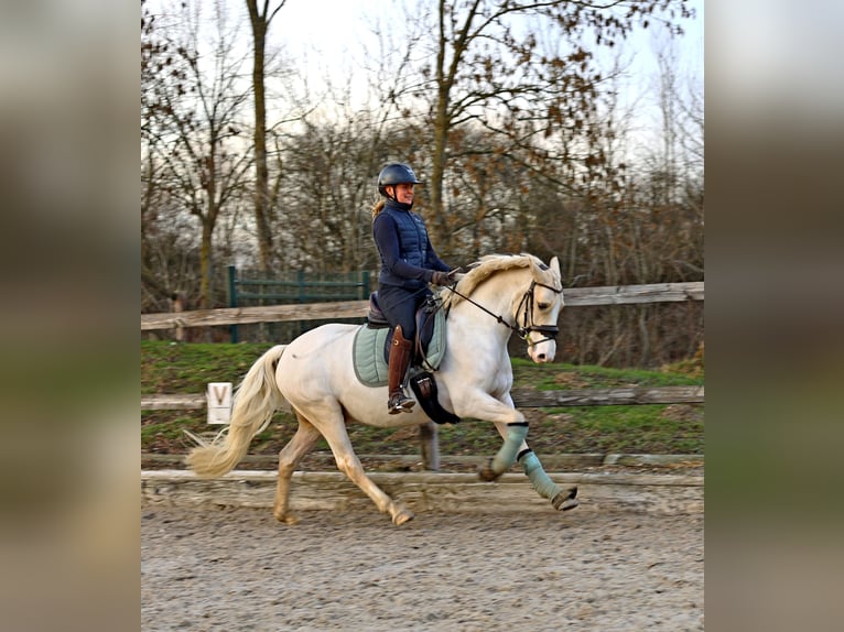 German Riding Pony Gelding 4 years 14.2 hh Palomino in Kempen