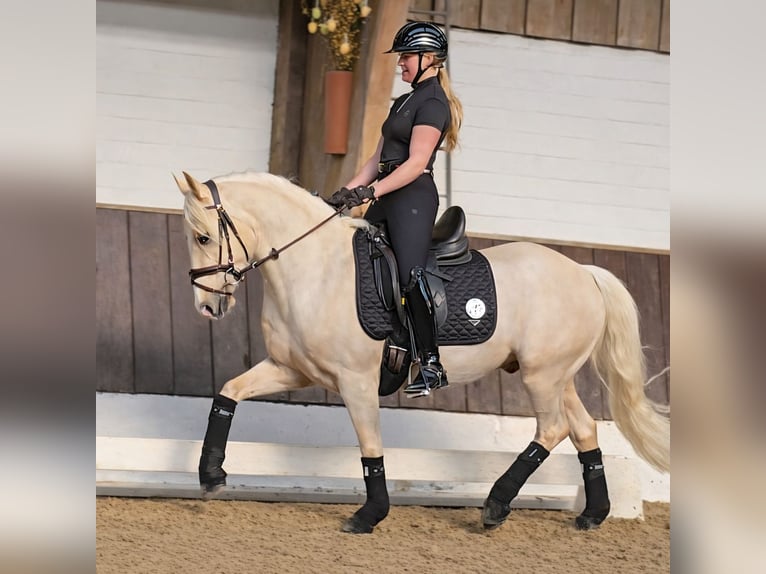 German Riding Pony Gelding 4 years 14.2 hh Palomino in Kempen