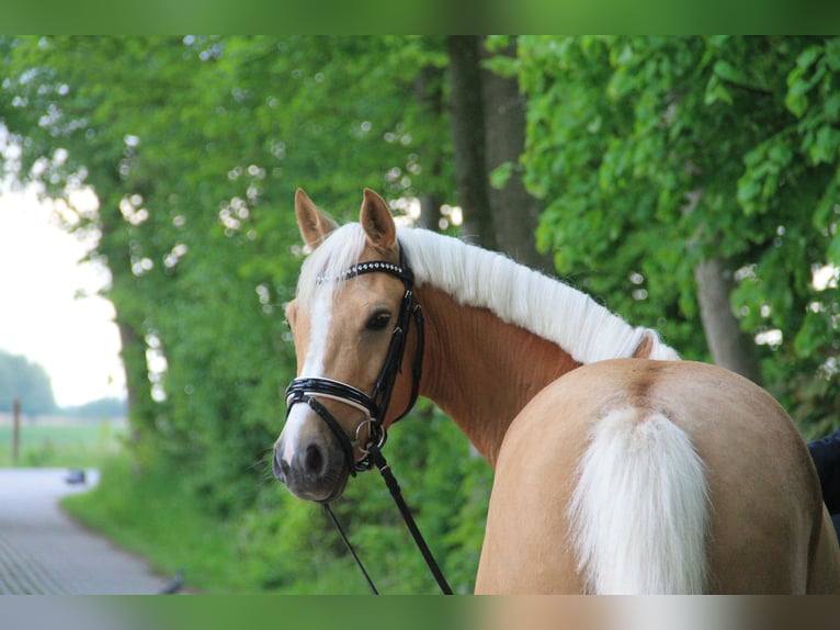 German Riding Pony Gelding 4 years 14.2 hh Palomino in Wangerland Hohenkirchen