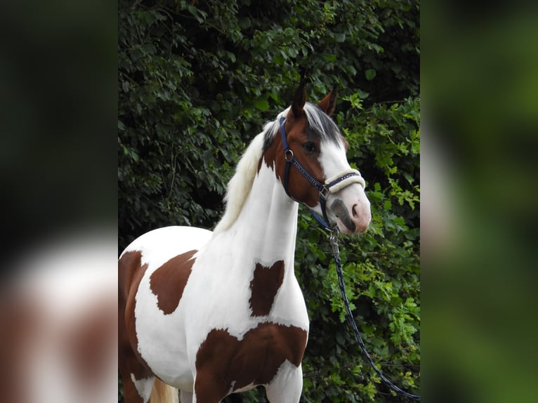 German Riding Pony Gelding 4 years 14.2 hh Pinto in Verl