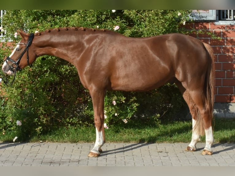 German Riding Pony Gelding 4 years 14,3 hh Chestnut-Red in Ehrenburg