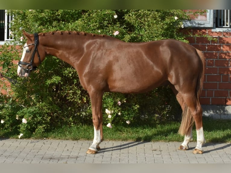 German Riding Pony Gelding 4 years 14,3 hh Chestnut-Red in Ehrenburg