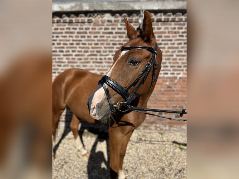 German Riding Pony Gelding 4 years 14,3 hh Chestnut-Red in Krefeld