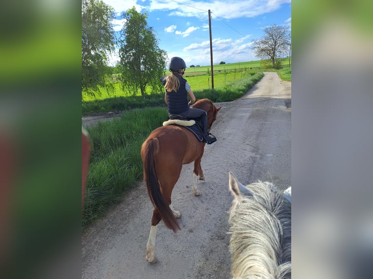 German Riding Pony Gelding 4 years 14,3 hh Chestnut-Red in Langenbrettach